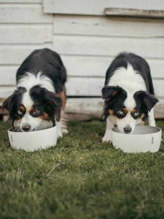 Photo of MiiR Dog Bowl (1500ml/50oz) ( ) [ MiiR ] [ Bowls ]