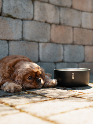 Photo of MiiR Dog Bowl (1500ml/50oz) ( ) [ MiiR ] [ Bowls ]