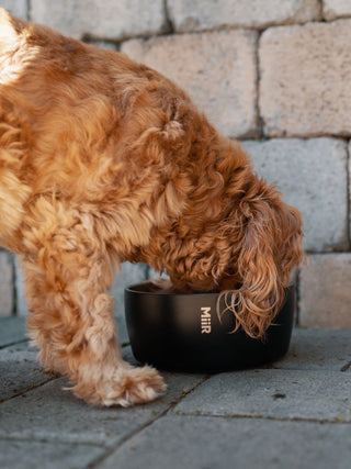 Photo of MiiR Dog Bowl (1500ml/50oz) ( ) [ MiiR ] [ Bowls ]