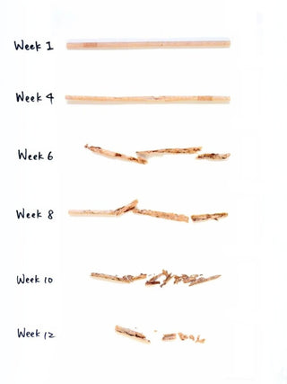 LITTLE GREEN PANDA Paper-Wrapped Home Compostable Straw (⌀6x210mm/⌀0.24x8.3in) (Straight Cut) (300-Pack)